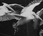 ©Étienne-Jules Marey (1882)